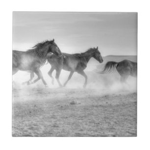 Carreau Course de mustang