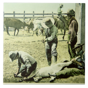 Carreau Cowboys américains stigmatisant un veau, c.1900
