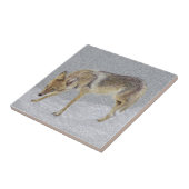 Carreau Coyote (Côté)