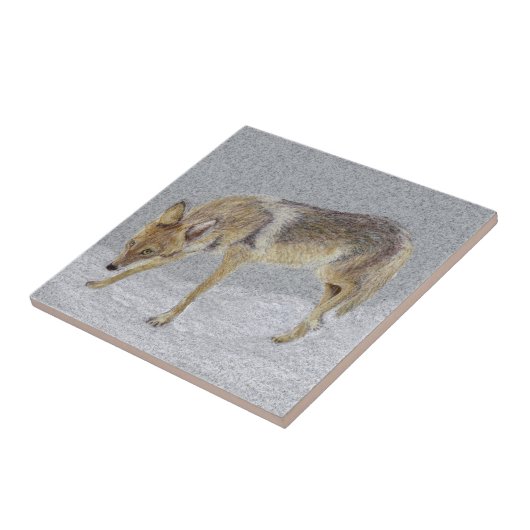 Carreau Coyote (Côté)