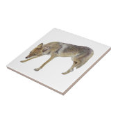 Carreau Coyote (Côté)