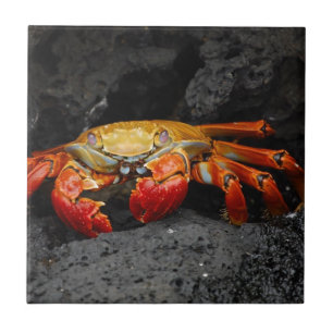Carreau Crabe