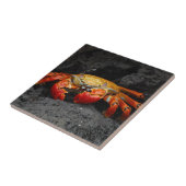 Carreau Crabe coloré (Côté)