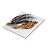 Carreau crabe herbacé terrestre (Côté)