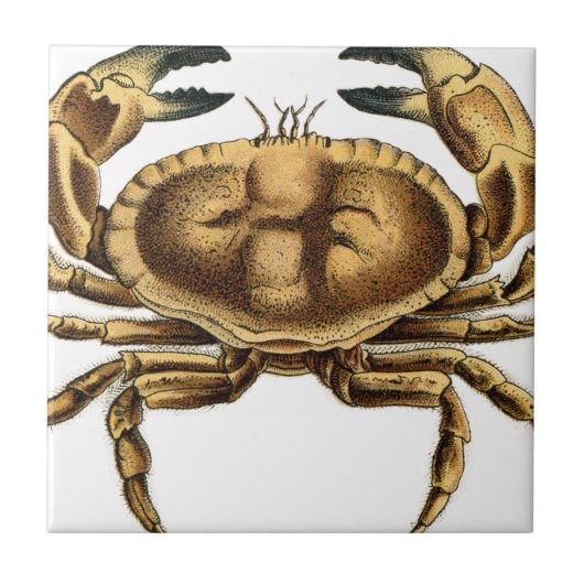 Carreau Crabe Vintage (Devant)