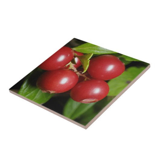 Carreau Cranberry (Côté)