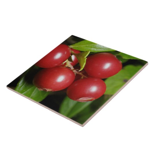 Carreau Cranberry (Côté)