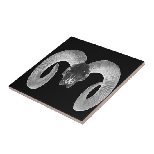 Carreau crâne de chèvre unique et artisanal (Côté)