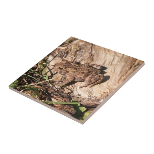 Carreau Crapaud américain (Côté)