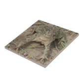 Carreau Crapaud des prairies R10 (Côté)