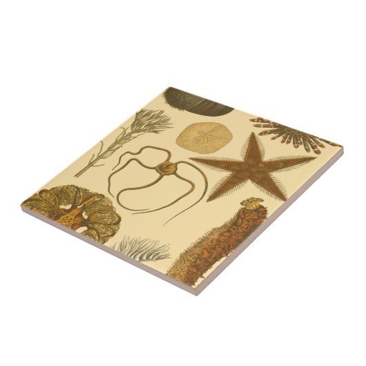 Carreau Créatures sous-marines (Côté)