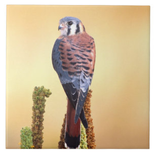 Carreau Crécerelle américaine, Falco sparverius, Originair