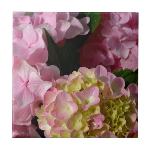 Carreau Crème rose Hydrangeas jaune rose vert floral (Devant)