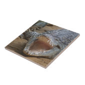 Carreau Crocodile (Côté)