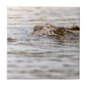 Carreau Crocodile du Nil (Devant)