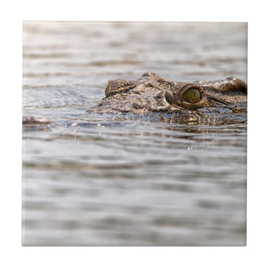 Carreau Crocodile du Nil (Devant)