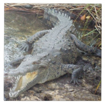 Crocodile jamaïcain d'eau salée