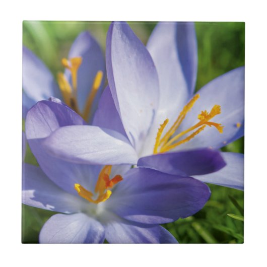 Carreau Crocus (Devant)