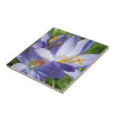 Carreau Crocus (Côté)