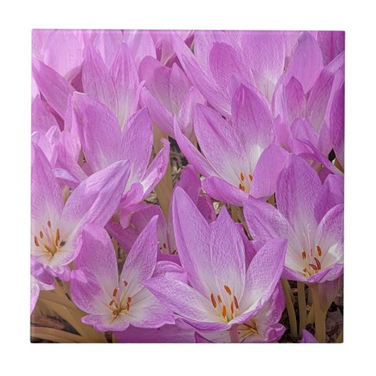 Carreau Crocus d'automne rose fleurit Floral (Devant)