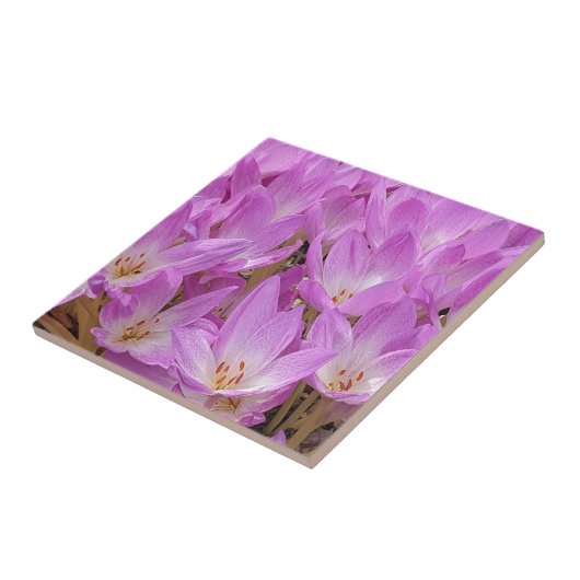 Carreau Crocus d'automne rose fleurit Floral (Côté)