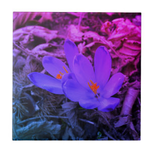 Carreau Crocus de bois à fleurs violettes