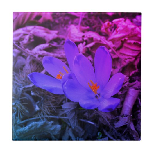 Carreau Crocus de bois à fleurs violettes (Devant)