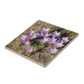 Carreau Crocus de printemps mignons (Côté)