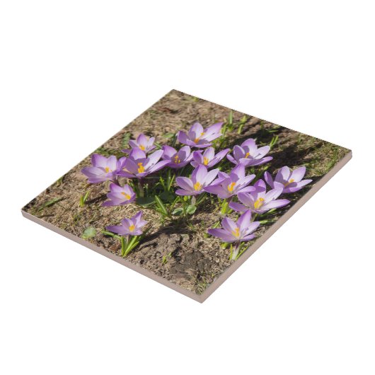 Carreau Crocus de printemps mignons (Côté)