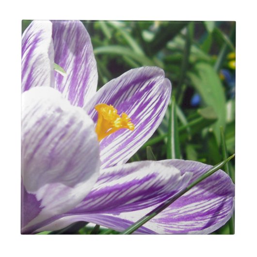 Carreau Crocus de printemps violet (Devant)