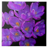 Carreau Crocus de printemps violets sur fond floral noir (Devant)