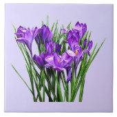 Carreau Crocus pourpres (Devant)