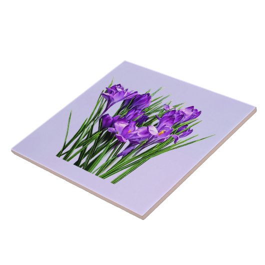 Carreau Crocus pourpres (Côté)