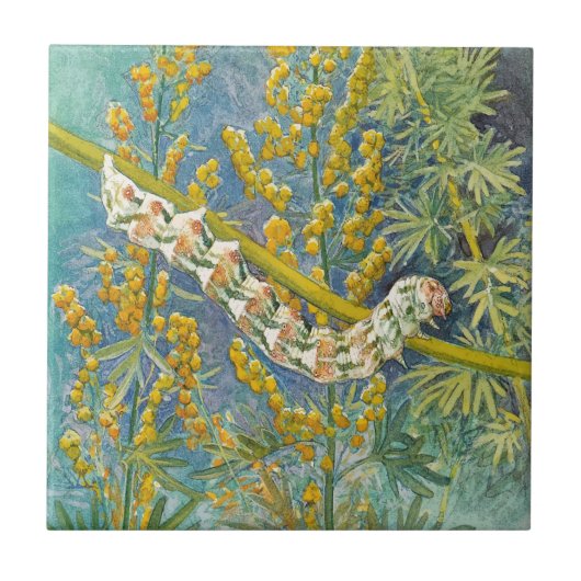 Carreau Cucullia Absinthii Wormwood (Devant)