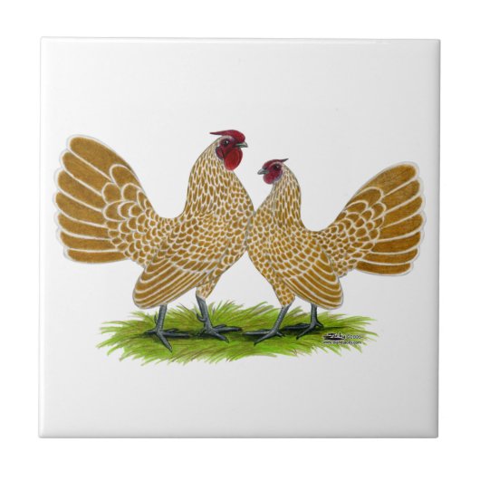 Carreau Cuir épais de Sebrights lacé (Devant)