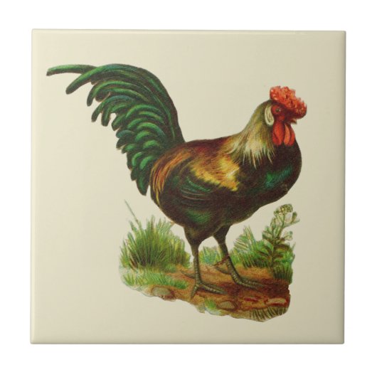 Carreau Cuisine de campagne au coq (Devant)