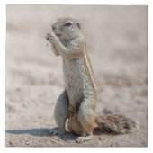 Carreau Cuisine sqirrel (Devant)