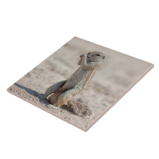 Carreau Cuisine sqirrel (Côté)