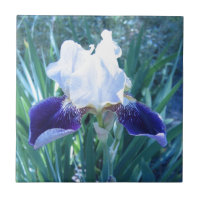 Cultivar Mary Todd d'iris barbu
