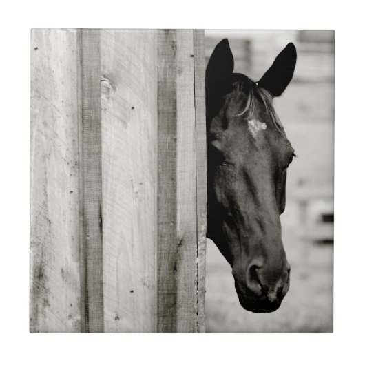 Carreau Curieux Cheval noir (Devant)