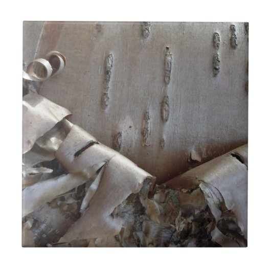 Carreau Curly Birch Bark Tree Rustic (Devant)