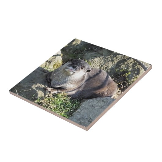 CARREAU CUT ASIAN OTTER (Côté)