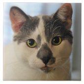 Carreau Cute chat (Devant)