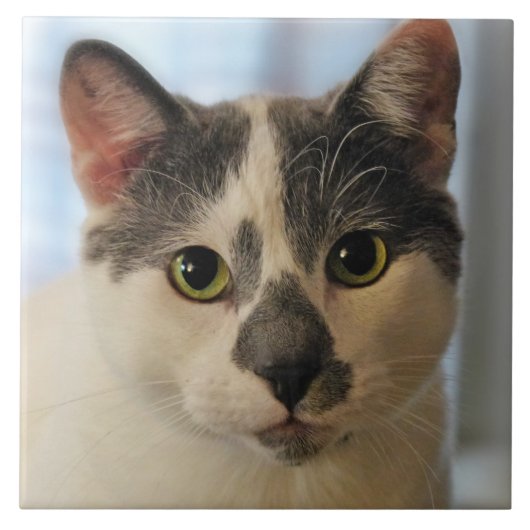 Carreau Cute chat (Devant)