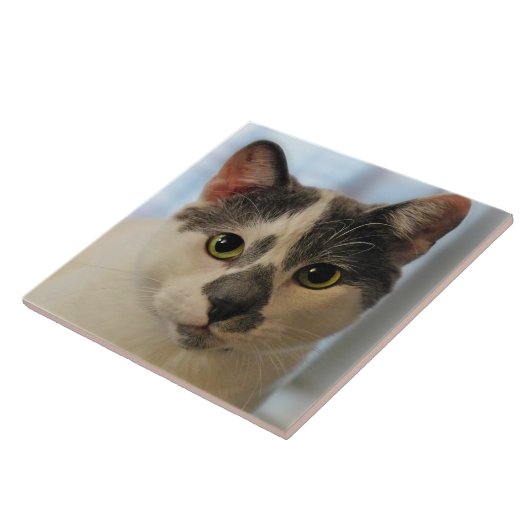 Carreau Cute chat (Côté)