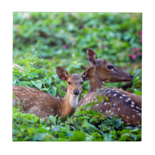 Carreau Cute fawn couché dans la forêt avec mère