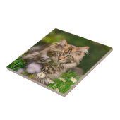 Carreau Cute Fluffy Maine Coon Kitten Chat Photo animal — (Côté)