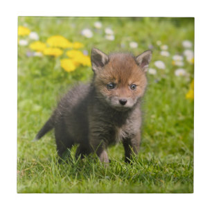 Carreau Cute Fluffy Red Fox Cub Wild Baby Animal, Céramiqu