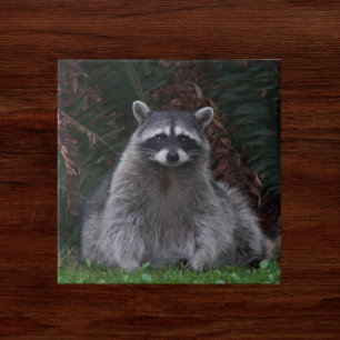 Carreau Cute Forest Raccoon Photo Faune
