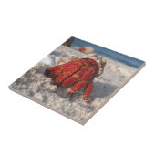 Carreau Cute Hermit Crabe sur White Sandy Beach Closeuse (Côté)